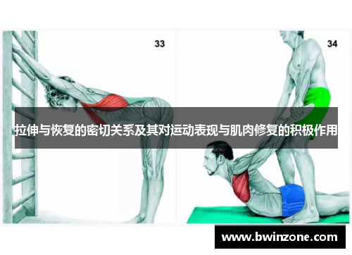 拉伸与恢复的密切关系及其对运动表现与肌肉修复的积极作用